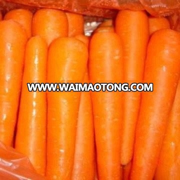 new harvested Chinese fresh vegetables baby carrots 2018