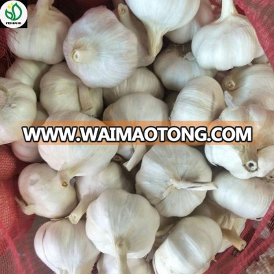 planter for garlic vegetable supplier