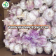 red garlic planter organic fresh garlic certified bcs