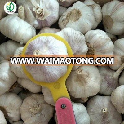 Fresh garlic from china 2018 New Prices! fresh garlic manufacturers thailand