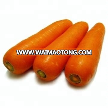 new harvested Chinese fresh vegetables baby carrots 2018