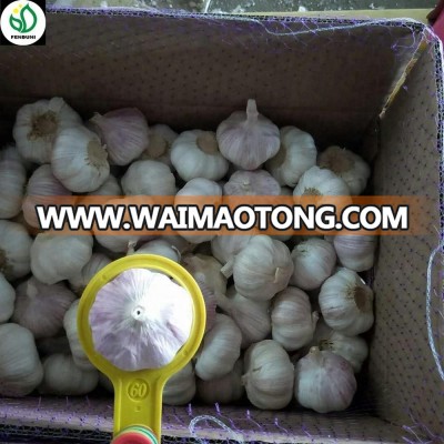 New China fresh white garlic price