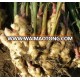 GOOD QUALITY BIG SIZE NEW CROP FRESH GINGER bulk fresh ginger