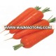 new harvested Chinese fresh vegetables baby carrots 2018