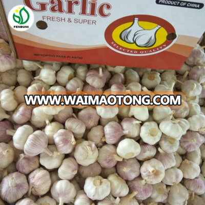 garlic violet good price china supplier garlic quotation to mozambique