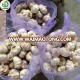 red skin garlic organic fresh garlic certified bcs