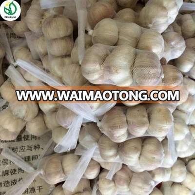 5cm size garlic fresh Chinese garlic