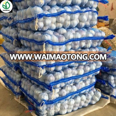 Jin Xiang fresh normal white garlic price importance of garlic china supplier