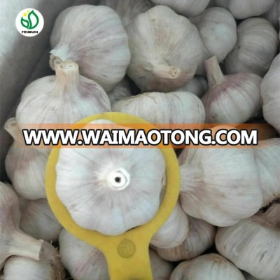 New saeaon of 2018 fresh garlic mesh bags 4kg garlic china supplier