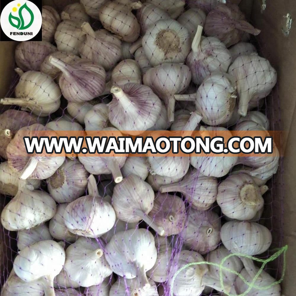 red skin garlic organic fresh garlic certified bcs