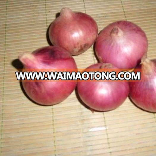 lowest price fresh red onion 2018 New Price