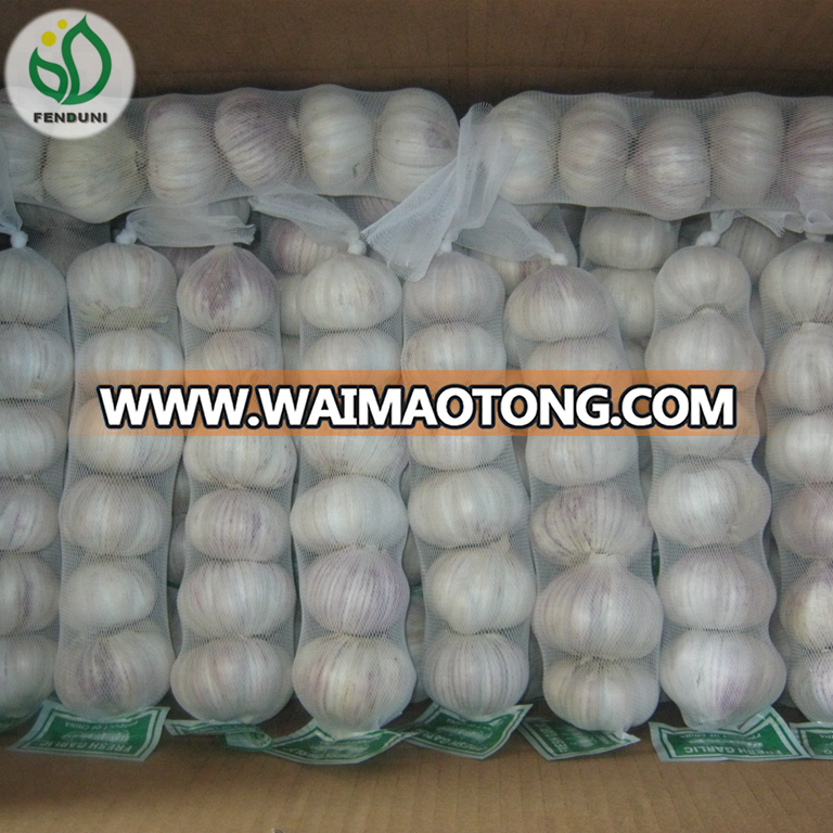 red garlic planter organic fresh garlic certified bcs